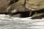 Horned Puffin flying, rocks and sea background, Duck Island, Alaska