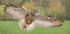 Eagel Owl in Flight