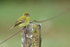 Yellowish Flycatcher perched on fence, Costa Rica