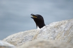 Razorbill