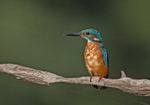 Kingfisher - Alcedo atthis