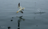 Gannet Diving 1