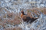 Red Grouse