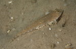 Callionymus lyra female
