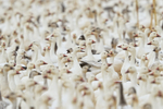Massed ranks of Snow Geese, Bosque del Apache, New Mexico