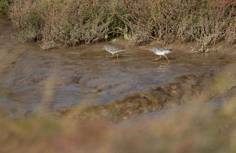 Common Redshank - Dee Estuary - North Wales