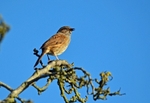 Dunnock