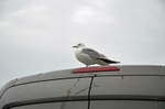 Common Gull