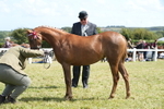 DSC07267