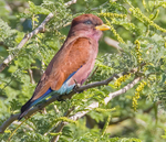 Broad Billed Roller