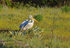 Dalmatian Pelicans