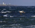 Northern Gannet and Stroma Lighthouse, Ness of Duncansby, Scotland