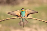 European Bee-eater touchdown, Montgai, Spain