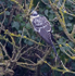 Great Spotted Cuckoo
