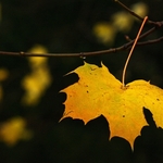 A Blaze of Glory