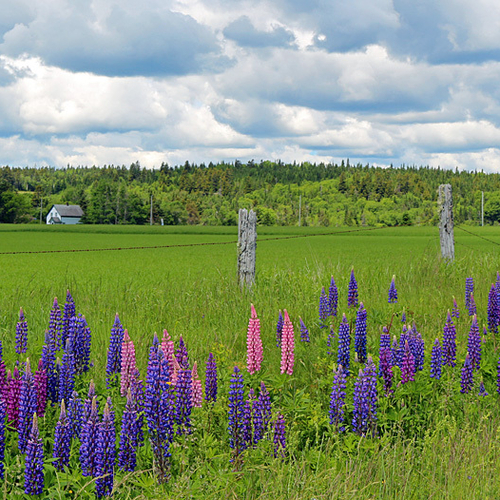 Wild lupines thrive along a country road in rural New Brunswick, Canada.
