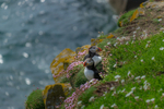 Puffins at Saltee Island in County Wexford