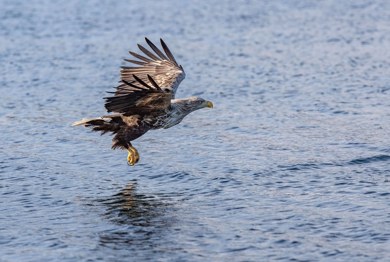 White Tailed Eagle - Isle of Mull - Scotland