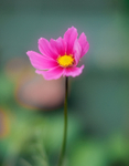 Cosmos (Sensation)