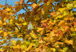 Waxwing