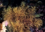 Sertularia cupressina TBC