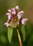 Red dead-nettle -  Lamium purpureum RPNP0661
