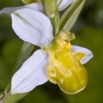 Bee Orchid yellow variety (Ophrys apifera var chlorantha)