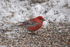 Pine Grosbeak