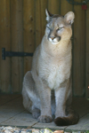 Viktoria - Puma at WHF