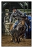 Calf Roping 3