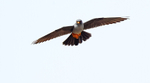 Red Footed Falcon