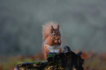 Red Squirrel