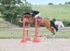 BPP_9999