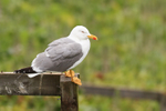 Yellow-legged Gull portfolio