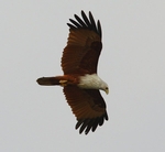 Brahminy Kite