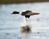Shelduck-1363