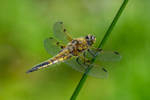 Dragonfly at Kilmacurragh Botanic Gardens in County Wicklow i Ireland.