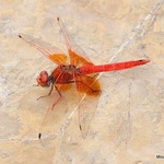 Orange-winged Dropwing (Trithemis kirbyi) M