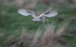 Barn Owl