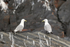 Black-legged Kittiwakes on rock, Whittier, Alaska