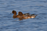 Wigeon portfolio