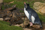 Rockhopper Penguin