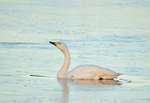 Bewick's Swan