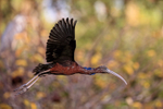 Glossy Ibis flying close by, Wakodahatchee Wetlands, Florida