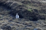 Mountain Hare Jan 2018