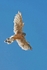 Female Kestrel