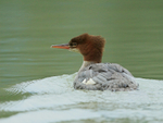 Common Merganser (immature), Mud Creek, Canada