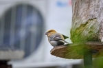 Pine Grosbeak