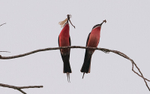 Rosy bee-eaters