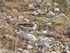 Snow Bunting